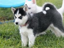 Siberian Husky puppies - Vienna Dogs, Puppies