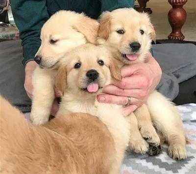 Golden Retriever Puppies - Vienna Dogs, Puppies