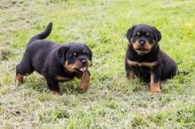 Rottweiler Puppies - Vienna Dogs, Puppies