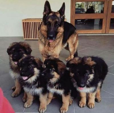 German Shepherd Puppies - Vienna Dogs, Puppies