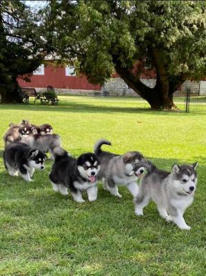 Alaskan Malamute Puppies - Vienna Dogs, Puppies