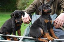 Doberman Puppies - Vienna Dogs, Puppies