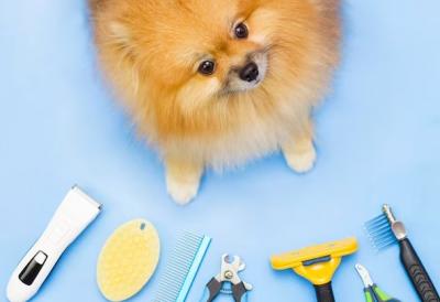 Experience Luxury And Care at Dubai's Best Dog Grooming Center