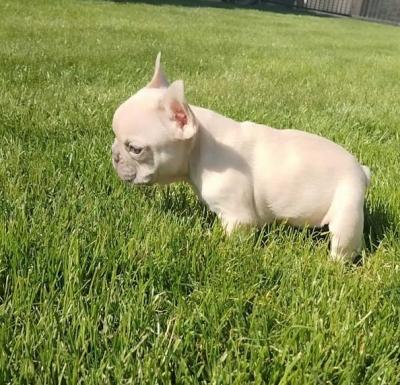 French bulldog puppies  - Vienna Dogs, Puppies