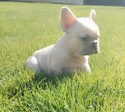 French bulldog puppies  - Vienna Dogs, Puppies