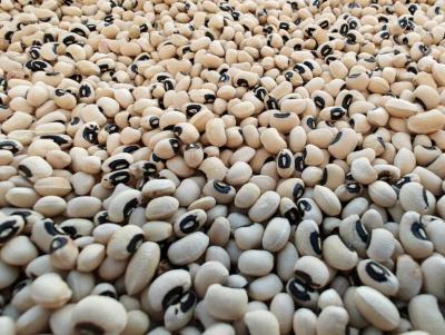 Premium Black Eye Beans from Madagascar - Order Now