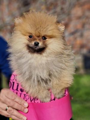 Pomeranian - beautiful puppies - Vienna Dogs, Puppies