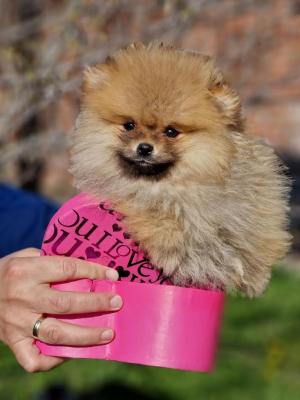 Pomeranian - beautiful puppies - Vienna Dogs, Puppies