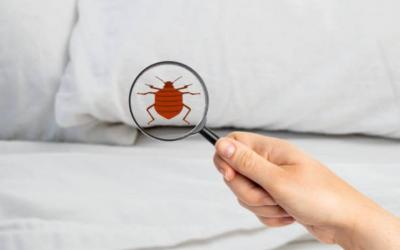 Sleep Soundly Again: Expert Bed Bug Removal in Singapore