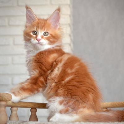 maine Coon kittens - Kuwait Region Cats, Kittens