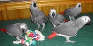 African Grey parrots - Kuwait Region Birds