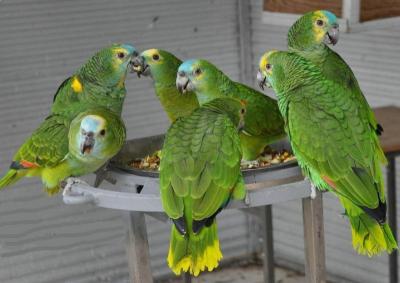 Amazone parrots - Kuwait Region Birds