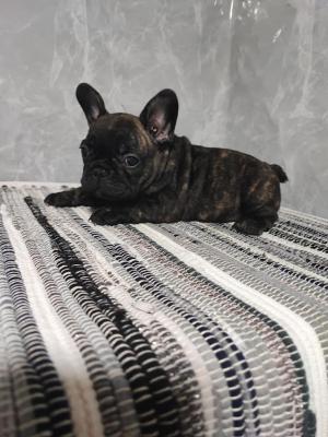 French bulldog puppies - Vienna Dogs, Puppies