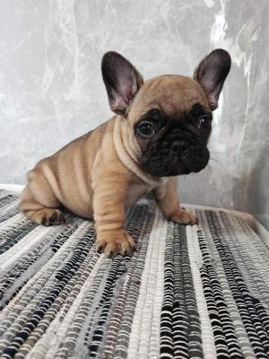 French bulldog puppies - Vienna Dogs, Puppies