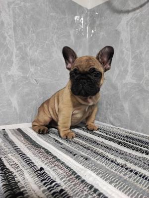 French bulldog puppies - Vienna Dogs, Puppies