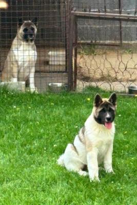 Amerikanischer Akita - Vienna Dogs, Puppies