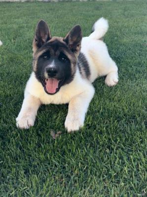 Amerikanischer Akita - Vienna Dogs, Puppies