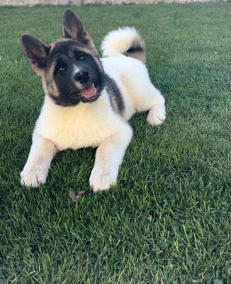 Amerikanischer Akita - Vienna Dogs, Puppies