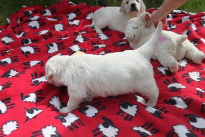Golden Retriever Puppies fr sale - Dubai Dogs, Puppies