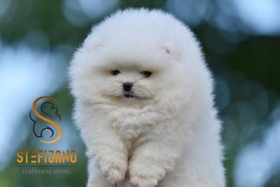 Pomeranian Boo, purebred puppies - Vienna Dogs, Puppies