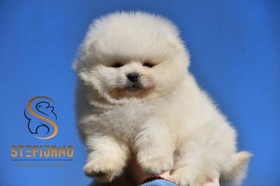 Pomeranian Boo, purebred puppies - Vienna Dogs, Puppies