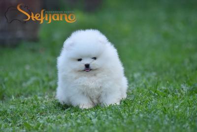 Pomeranian Boo, purebred puppies - Vienna Dogs, Puppies