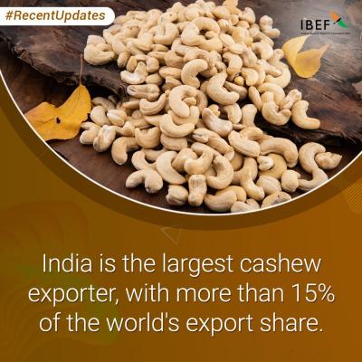 Premium Cashews from the Heart of India - Bulk Orders Welcome
