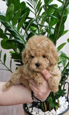 Toy poodle - Vienna Dogs, Puppies