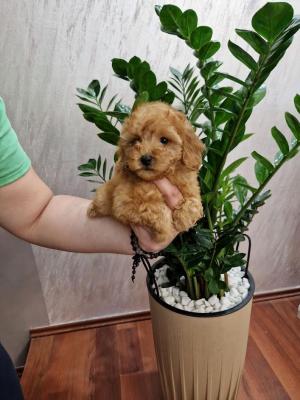 Toy poodle - Vienna Dogs, Puppies