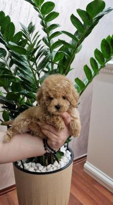 Toy poodle - Vienna Dogs, Puppies