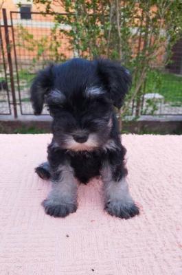 Zwergschnauzer-Welpen - Vienna Dogs, Puppies