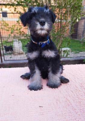 Zwergschnauzer-Welpen - Vienna Dogs, Puppies