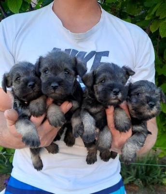 Zwergschnauzer Bieber So - Vienna Dogs, Puppies