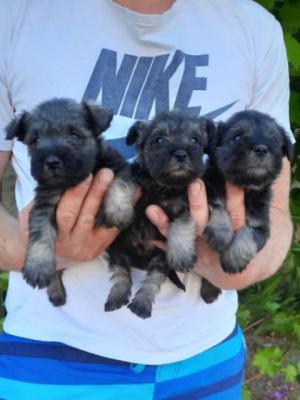 Zwergschnauzer Bieber So - Vienna Dogs, Puppies