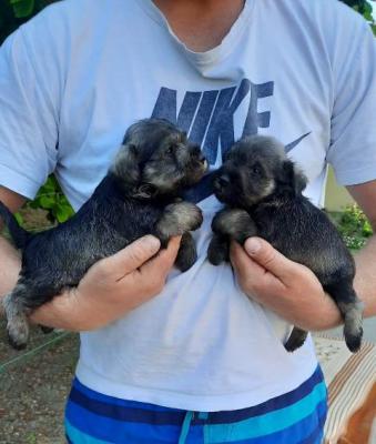 Zwergschnauzer Bieber So - Vienna Dogs, Puppies