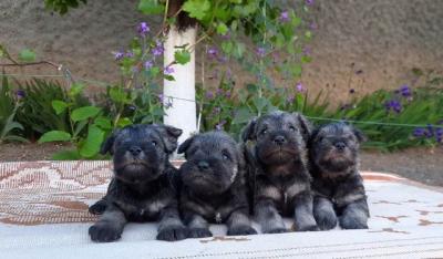 Zwergschnauzer Bieber So - Vienna Dogs, Puppies