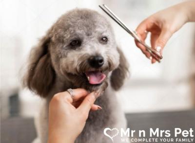 Professional Dog Groomers in Chennai - Chennai Other