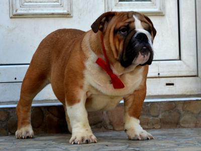 English Bulldog - Vienna Dogs, Puppies