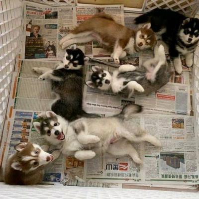 Husky Puppies - Winnipeg Dogs, Puppies