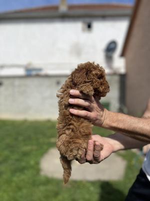 Miniature red poodle - Vienna Dogs, Puppies