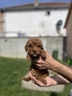 Miniature red poodle - Vienna Dogs, Puppies