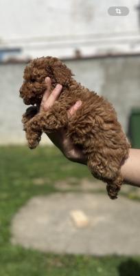 Miniature red poodle - Vienna Dogs, Puppies