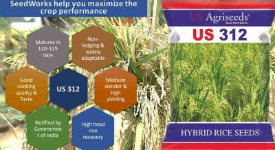 Hybrid Rice Seed Manufacturer - Hyderabad Other