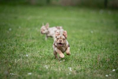 French bulldog - Vienna Dogs, Puppies