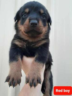Family friendly rottweiler puppies for re-homing - London Dogs, Puppies