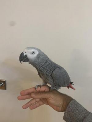 HandReared Super Tame Talking African Grey Parrots - Berlin Birds