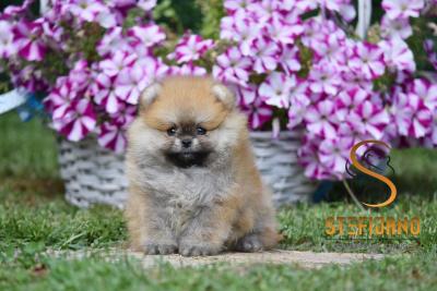 Fantastic, purebred Pomeranian puppies - Vienna Dogs, Puppies