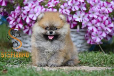 Fantastic, purebred Pomeranian puppies - Vienna Dogs, Puppies