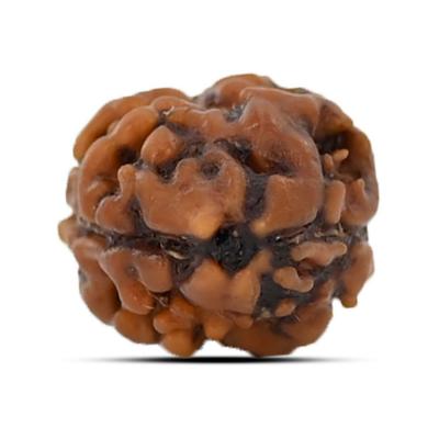 Buy 2 Mukhi Rudraksha Best price Online at Rashi Ratan Bagya - Bangalore Jewellery