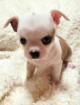 Chihuahua puppies - Vienna Dogs, Puppies